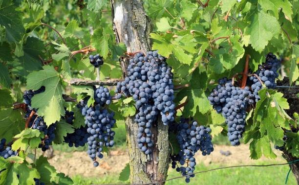 The Merlot Grape: Origin, Characteristics, and Essential Wines The Merlot Grape: Origin, Characteristics, and Essential Wines