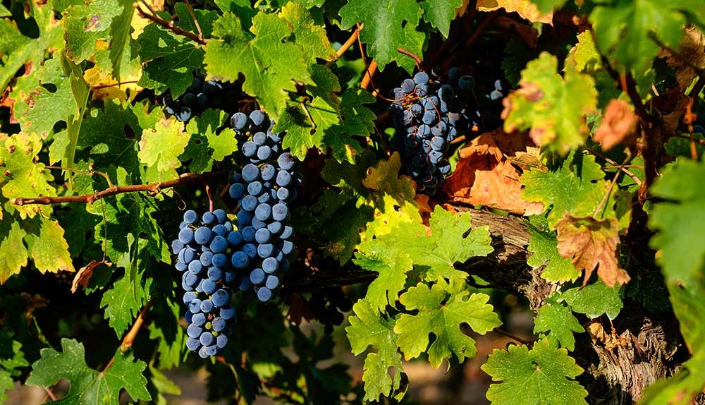 Descubriendo la Uva Garnacha Tintorera: Un Tesoro Vinícola